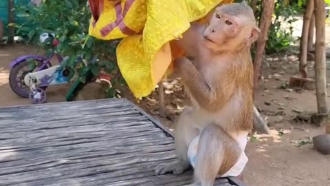 Monkey wretling competition