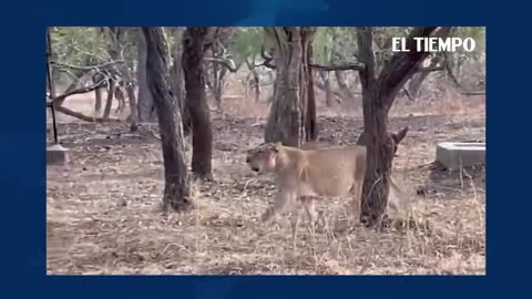 perro ostinado arremete con un leon