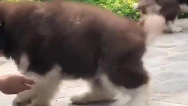 Puppies Alaskan Malamute pets Running😍Funny And Cute Puppies Compilation