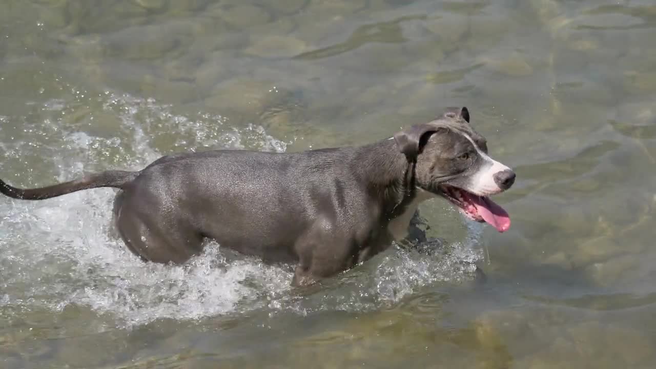 American Staffordshire terrier swimming in a lake