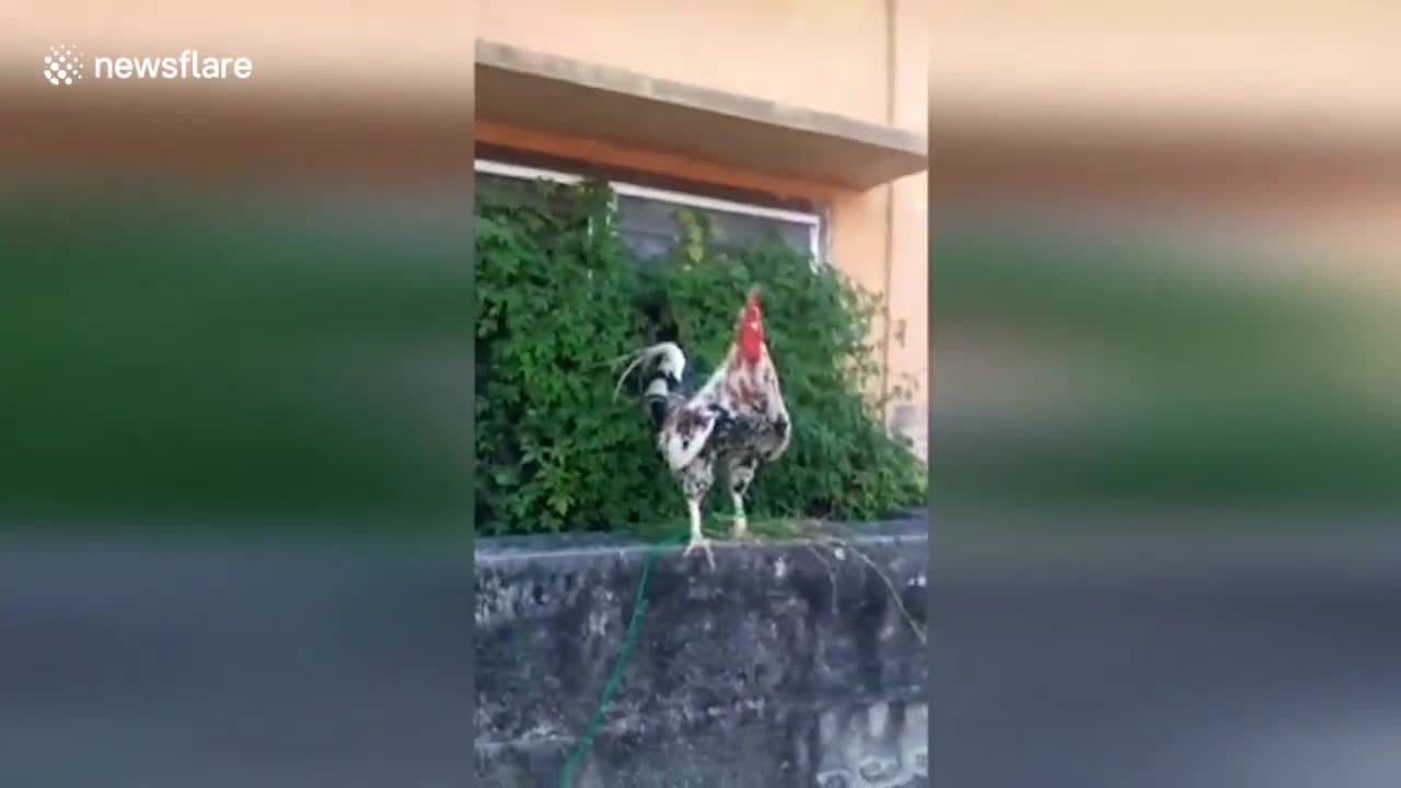 Chicken makes funny LAUGHING sound while crowing