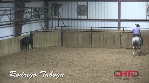 Horse Training