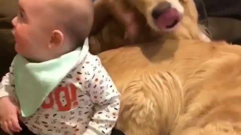 dog wants to eat small ears