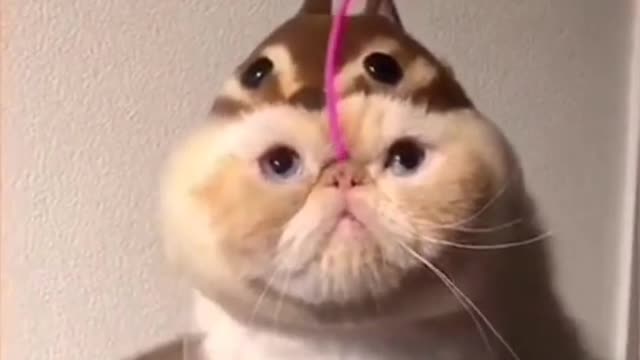 Cat funny video