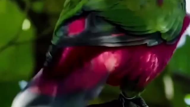 Bird 🦜 Sounds