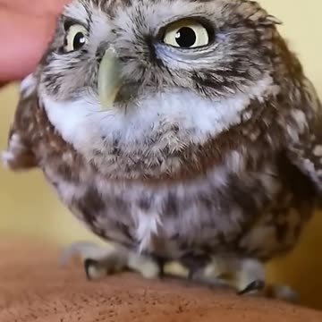 Warning: Cuteness Overload!