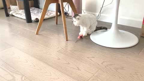cats funny video compilation