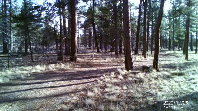 Some deer in central Oregon 6