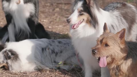 Dogs beside each other