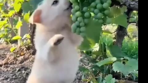 Cute baby animals Videos Compilation cute moment of the animals - Cutest Animals On Earth