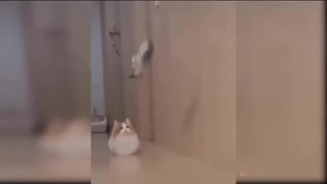 Cats funny videos