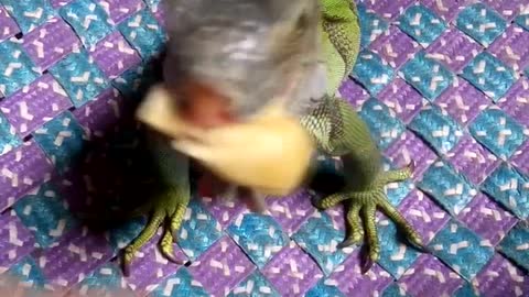 One Hungry Reptile