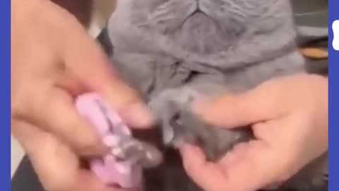 Try_not_to_laugh🤣_Funny_animals😹‖_#shorts_‖_Fun_Store_#animals_#cats