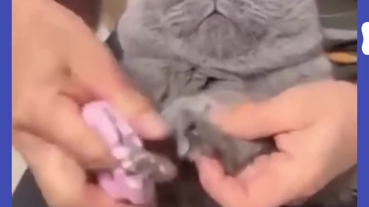 Try_not_to_laugh🤣_Funny_animals😹‖_#shorts_‖_Fun_Store_#animals_#cats