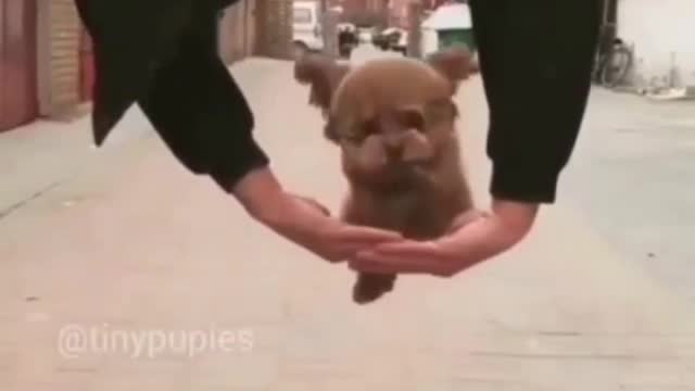 Funny REACTION #11 - Little🐶 PUPPY hilarious stunt