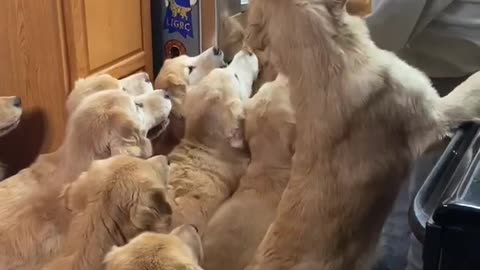 Dog Celebrates 11th Birthday With Friends