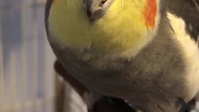 parrot is very talkative