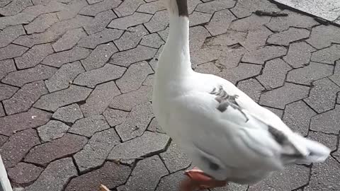 Stately Goose