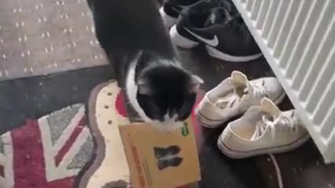 cat collects mail from mail slot.