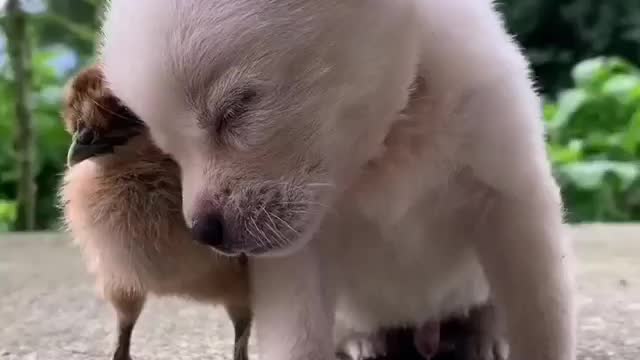 Please 🙏 important sleeping 🌝