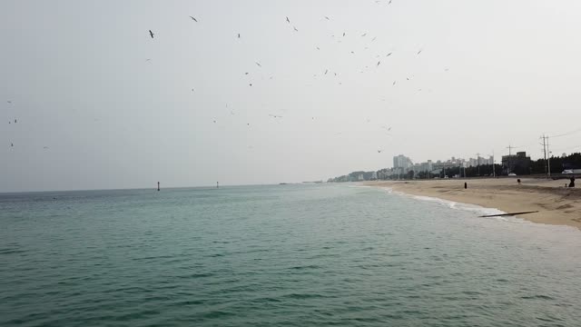 Sea and flying seagulls