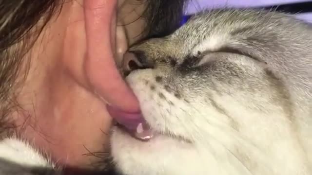 This little cat is so amazing loves to lick its owner's ears and play