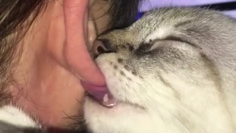 This little cat is so amazing loves to lick its owner's ears and play