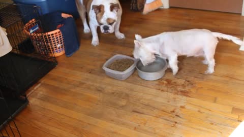 (KEV SHORTS aired Mar 23, 2017) Mystery to Caesar the water irrigating dog