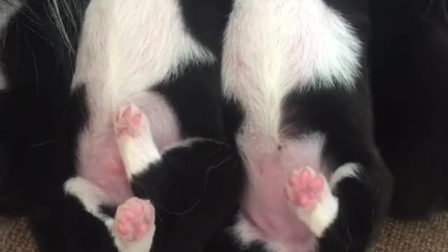 Two little guys who are Suckling with their lives