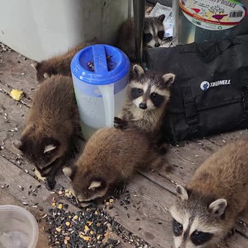 June 24th, 2023 | Sunny The Raccoon Trusts Me With Her Babies | #shorts
