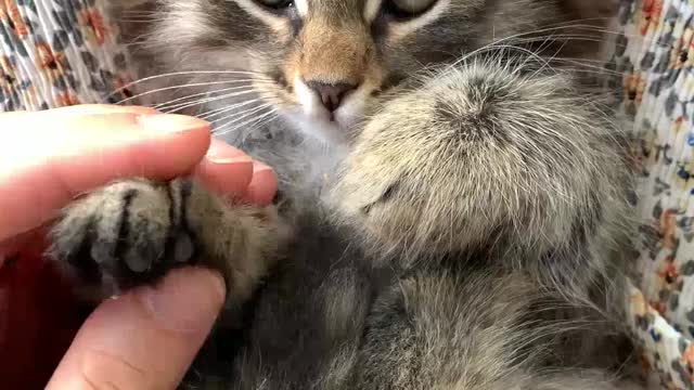 Kitten getting a massage, very cute !!