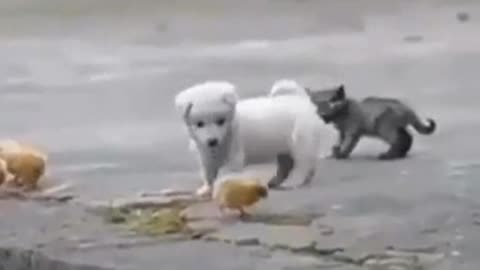 Perrito tierno y juguetón