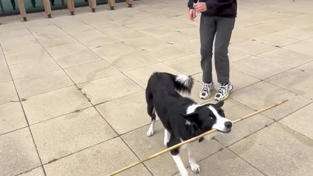 Boy And His Best Friend Come With A New Game