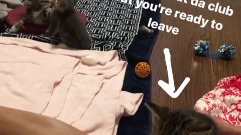 Cats playing with one another while another sits and looks away