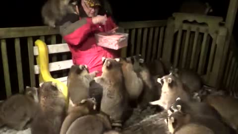 A man who has been feeding raccoons for the past 20 years.