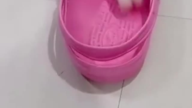 Teacup yorkie puppy baby || My love cute puppy