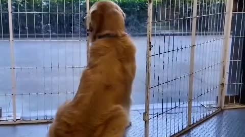 A dog's love is ever faithful
