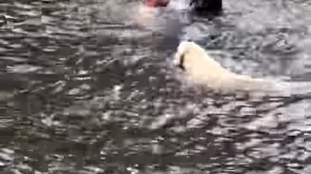 DOGS PANIC WHEN OWNER SWINGS OUT AND FALLS INTO LAKE, THEN SWIM OUT TO RESCUE HIM.