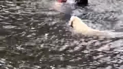 DOGS PANIC WHEN OWNER SWINGS OUT AND FALLS INTO LAKE, THEN SWIM OUT TO RESCUE HIM.