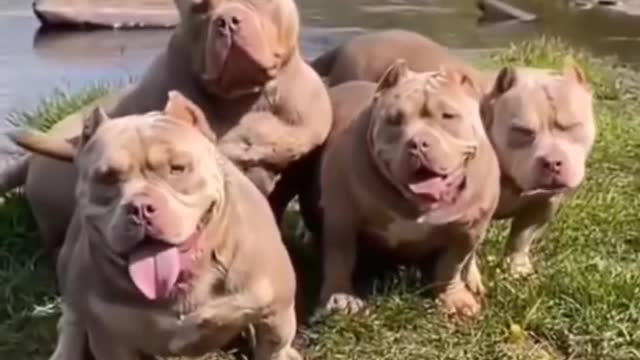 Short video #dog short video #pitbull dog short video #dog new short video 2022