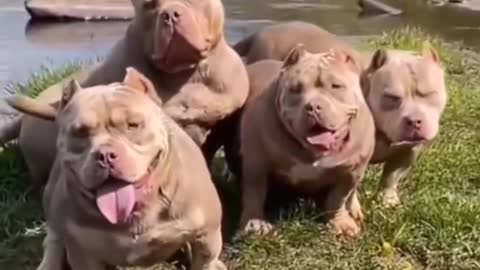 Short video #dog short video #pitbull dog short video #dog new short video 2022