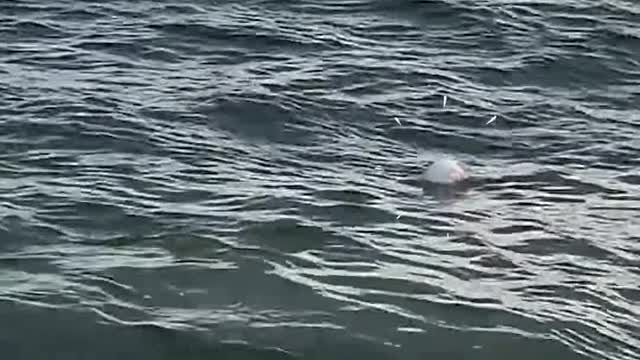 Cute puffer returned to ocean