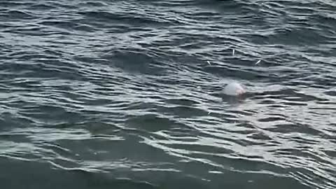 Cute puffer returned to ocean