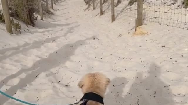 Close-up of dogs playing on the beach