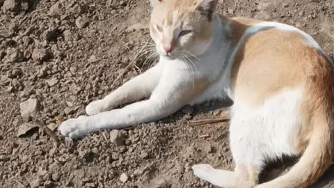 Cute cate
