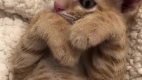 Recroding A Cute Golden Kitten