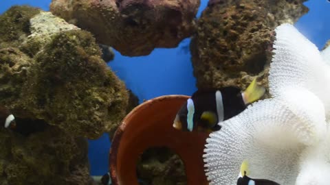 Beautiful clown fish