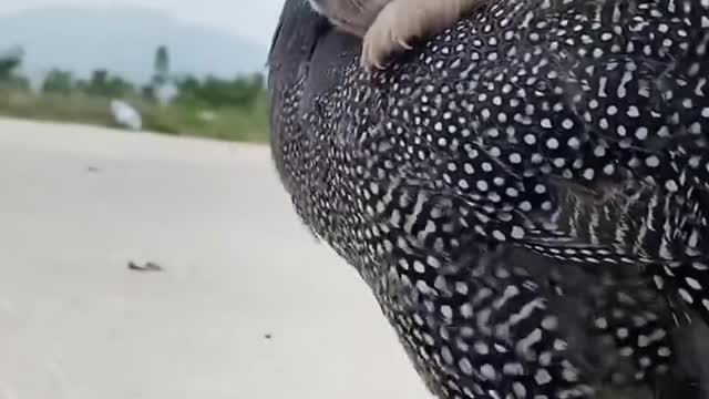 #Pig #animal #puppy #chick #duck #mouse #cute #pet #Kitty #Bunny