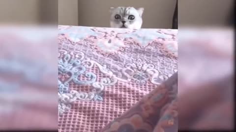 funny cats Change your Mind 2