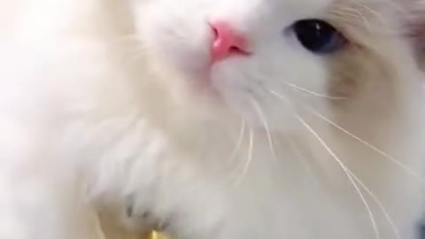 cute little cats makes you laugh!